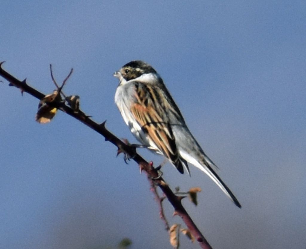 Migliarini di palude (Emberiza schoeniclus) ?  S !, maschio e femmina